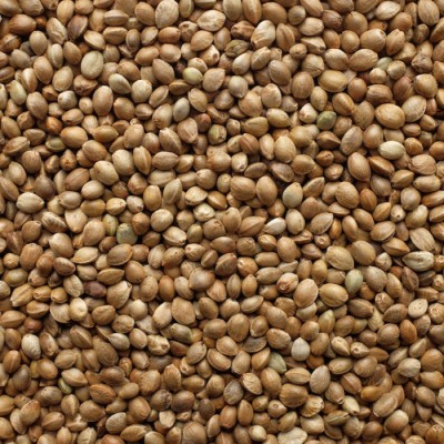 Компонент для прикормки Vabik PRO Зерно конопли 150 г Компонент для прикормки Vabik PRO Зерно конопли 150 г