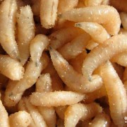 Опарыш белый (1 банка/100 гр)